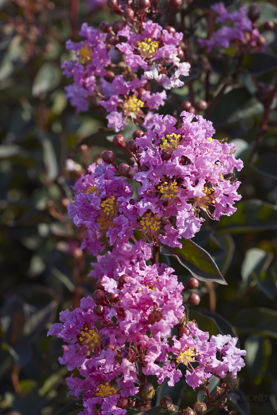 Obraz Lagerstroemia